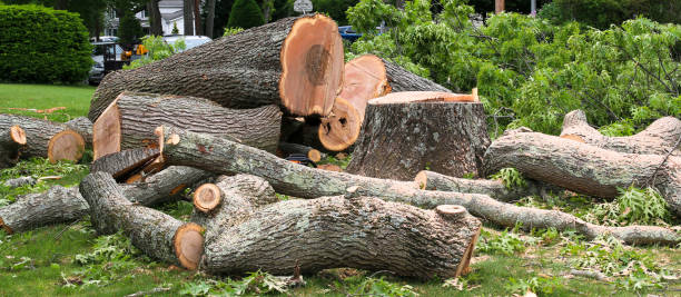 Best Storm Damage Tree Cleanup  in North College Hill, OH