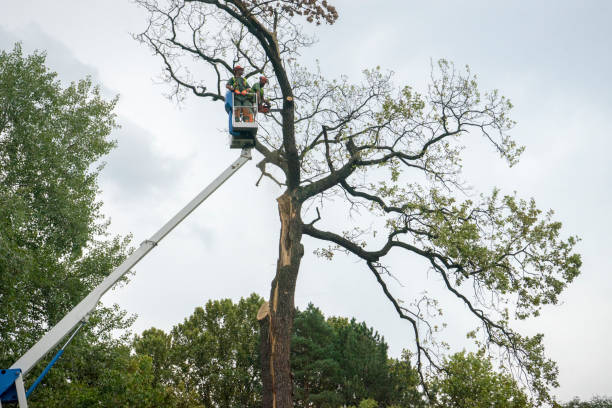 Best Commercial Tree Removal  in North College Hill, OH