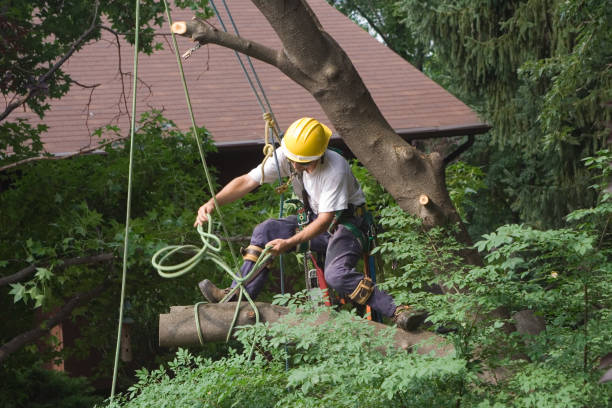 Best Stump Grinding and Removal  in North College Hill, OH