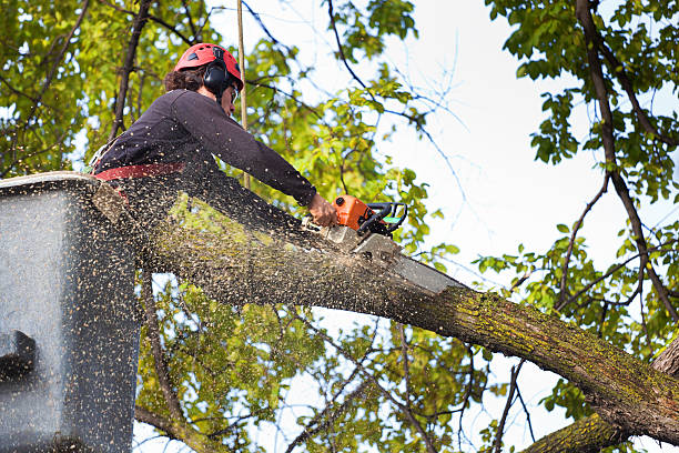 Best Residential Tree Removal  in North College Hill, OH