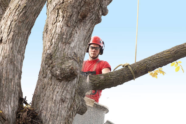 Best Hazardous Tree Removal  in North College Hill, OH